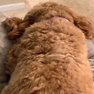 Meet your Posher, Betsie